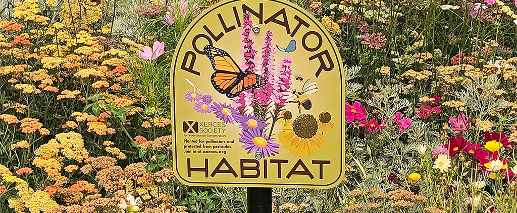 Pollinator Habitat Sustainability News at Southern Oregon University cover