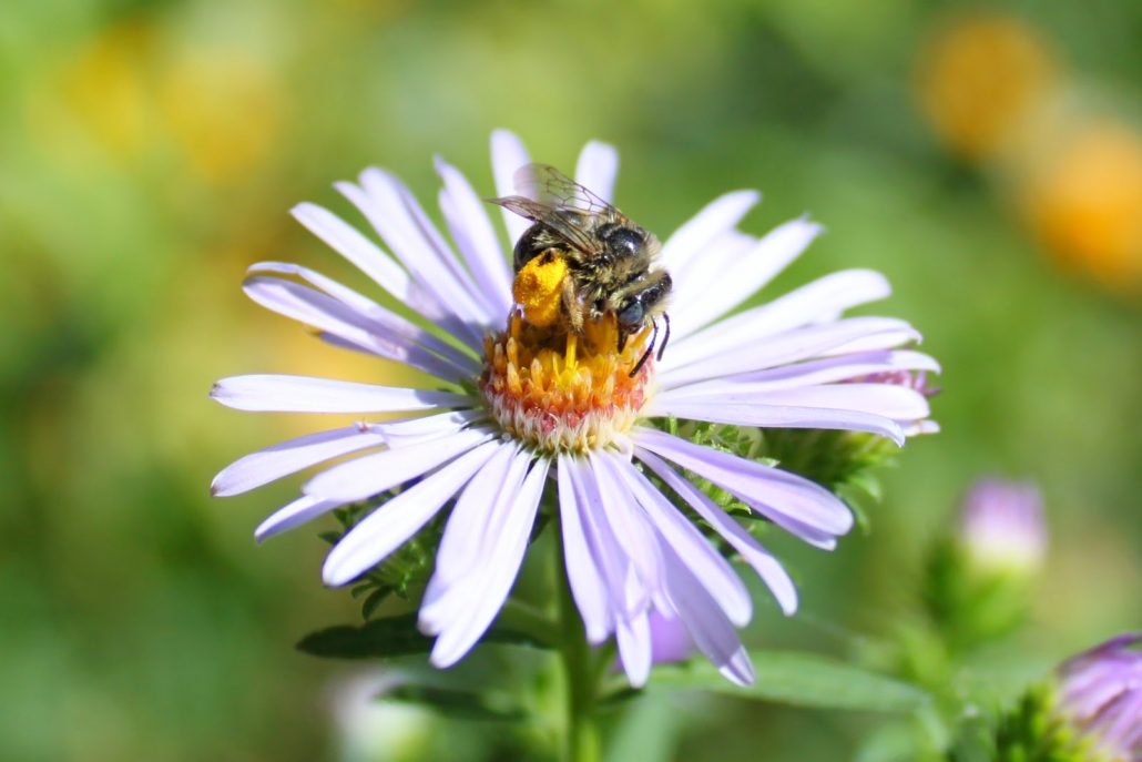 bee on Douglas Aster Flower