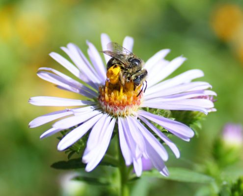 bee on Douglas Aster Flower