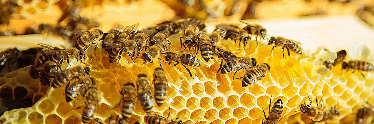 SOU Southern Oregon Honey Bees